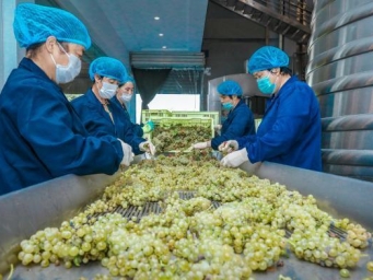 国内首株干白葡萄酒本土酿酒酵母实现量产