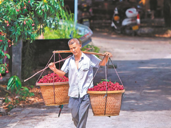 永春县岵山镇迎来荔枝丰收季