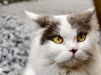 长续航旗舰双芯！iQOO Z10 Turbo+来了Jayson导购