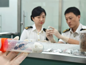 厦门海关查获807只“异宠”